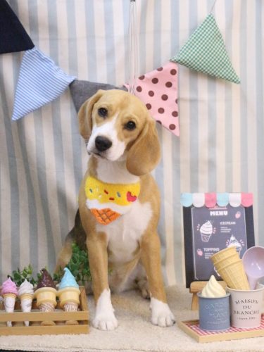 20250513チャビーちゃん